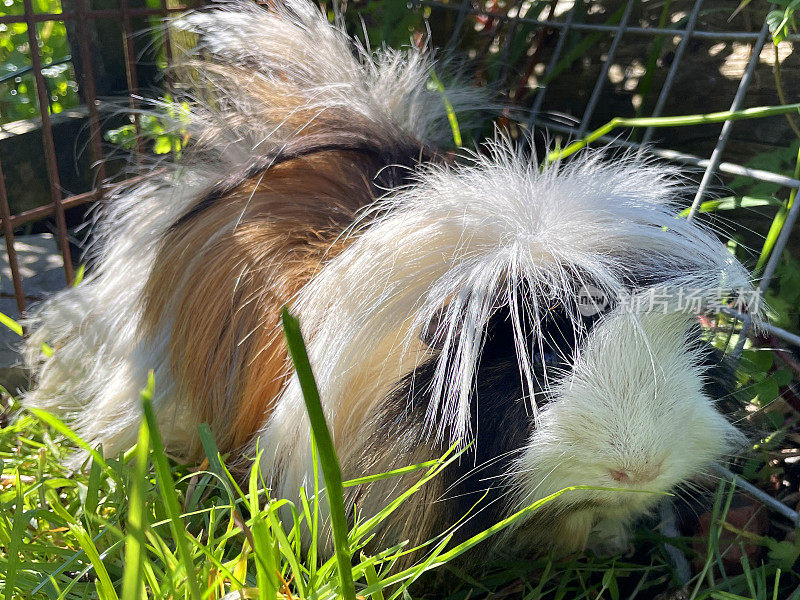 三色秘鲁豚鼠(Cavia porcellus)的特写图像，长毛姜，黑色和白色的豚鼠在铁丝网金属跑在草坪在阳光下